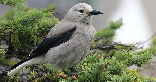 Clark's Nutcracker Identification, All About Birds, Cornell Lab of Ornithology