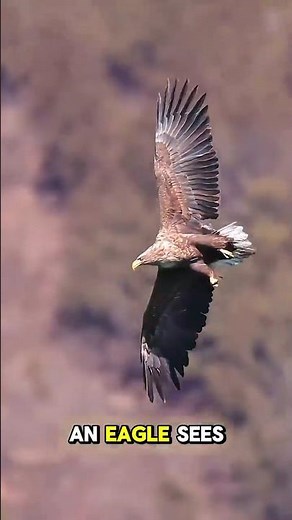 This Bird’s Vision Is So Powerful It Spots Prey From 5 Miles