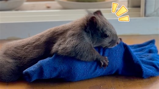 Coco的夏天=凉席 风扇 冰块｜我是魔王松鼠Coco