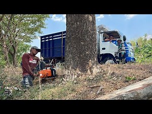 Drain time and energy... Felling of difficult & dangerous trees‼️