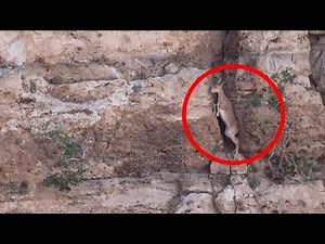 Bezoar Ibex Carefully Climbs Rock Face