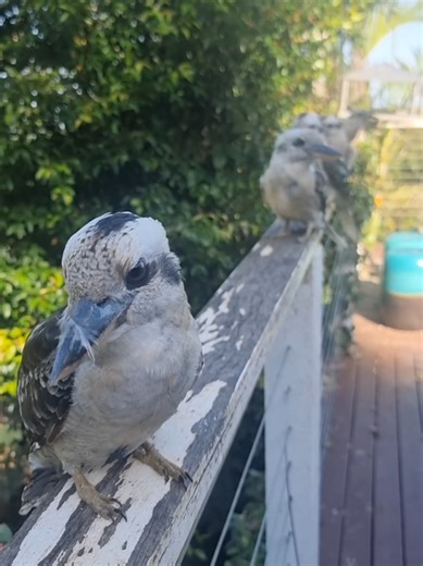 Happy hot Monday friends #kookaburra #Australia #wildbird heatwave
