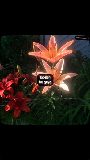 ~ I'm Shreyaholic ❤️😫 Tabaah Ho Gaye ♡ Shreya Ghoshal Songs ♡ Hindi Song ♡ Love ♡ Aesthetic ♡ Fyp ♡