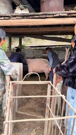 140K views · 793 reactions | 3 Ways to Raise Pigs for BIG Farmhouse...