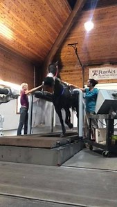 7.7K views · 158 reactions | Have you ever seen a #horse on a treadmill? By measuring the changes in the oxygen intake of a horse in motion with a VO2 Max mask, our Equine Pharmacology team hopes to better understand the overall health of #equine #athletes. #PennVet #EquestrianSports #HorseHealth #Sporthorse | Penn Vet New Bolton Center | Facebook