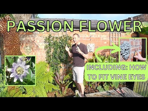 Passion Flower - Passiflora (and how to fit Vine Eyes in a Wall)