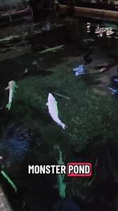 my all time favorite catfish, The Goonch | Ohio Fish Rescue