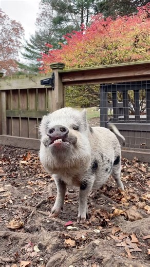 Waffles showing off his underbite… he’s one cool pig! 🕶️🐷 #minipig #pig #cuteanimals #cutestpets . . . . . . . #ourlittlecoop #farmhouse #farmfresh #chickenlove #chickensofinstagram #farmlife #countryliving #smallfarm #longisland #ny #homesweethome #chickensallday #homesteading #goatsofinstagram #pigsofinstagram #goats #minipigs #teacuppig #teacuppigmyth #minipigsofinstagram #farmanimals #petsofinstagram #homestead #farmanimals | Our Little Coop