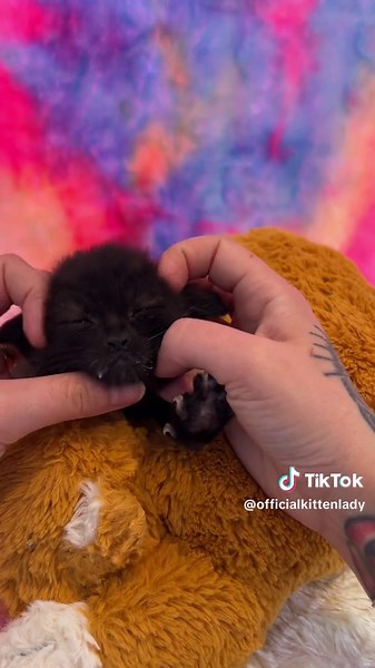 Now accepting adoption applications for our sweet foster kittens! These babies will be ready to go home in late March, but you can apply now at orphankittenclub.org/adopt ❤️