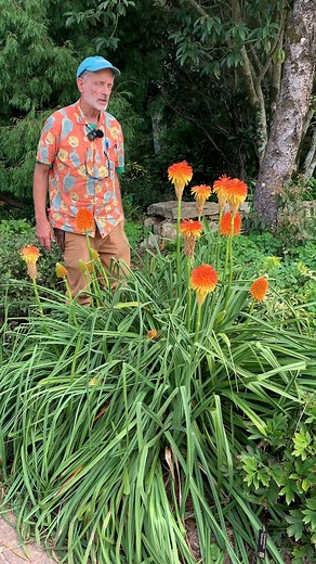 9.3K views · 245 reactions | Kniphofia rooperi is glowing in the garden this week! This robust, easy to grow Hot poker plant starts blooming in mid-August and continues producing new flower spikes for weeks. Bumblebees love taking naps in the flowers and hummingbirds enjoy them too. #sunplants #summerflowers #kniphofia #deerresistant #perennials | Plant Delights Nursery, Inc. | Facebook