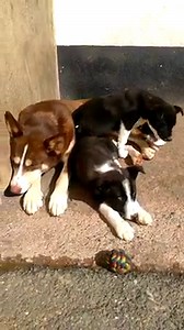 4.8K views · 165 reactions | Mammy and pups arrived from the pound...