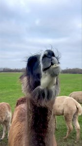 💃 Let’s Dance loves demonstrating how llamas chew! 💃 We say llamas and alpacas chew in a pattern. (Clue: this pattern is a number!) Can you guess from the video what it is? | Natterjack Alpacas