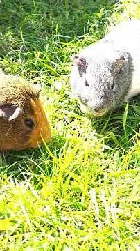 Guinea Pigs Eating Grass in the Sun! 🐹🌿☀️ So Peaceful!