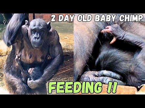 First Video Of Newborn Baby Chimpanzee Feeding !!
