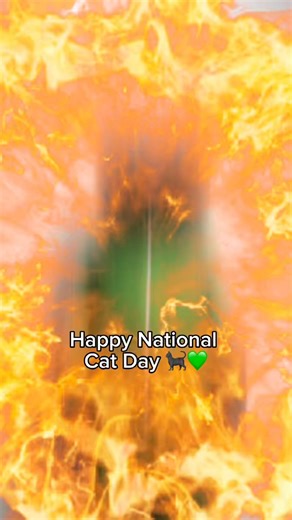 Happy National Cat day to all of our feline friends! 🐈‍⬛💚 #cats #catvideos #funnycats #catreels #explore | Groupon