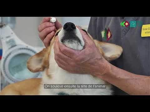 Appliquer une pommade ophtalmique