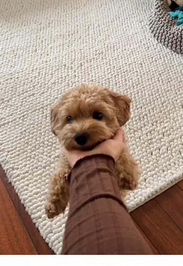 20 Easy Dog Tricks to Teach Your Pup
