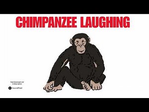 Chimpanzee Laughing Sound Effects | Free Download Royalty Free