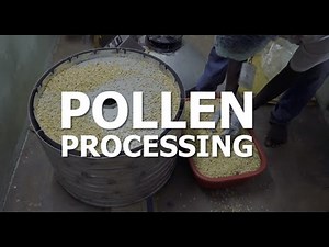 Pollen Processing A Complete Guide - Deejay Coconut Farm