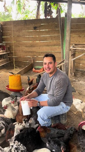 Compra de Hermoso Reproductor de Pollos