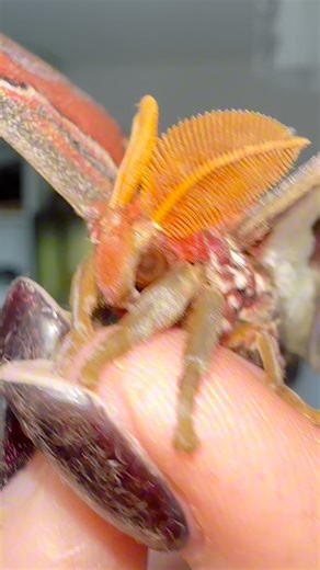 Did you know! Male moths have bipectinate (comb-like) antennae, giving them a huge surface area to detect female pheromones! Although to me they need brushing because look how messy his antenna look 👀 full of moth scales #moths | Jumping spider & Moth life