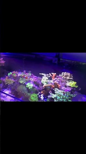 FAViA is more than just an app — it’s the foundation of a smart aquarium monitoring