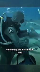 Cristina Zenato, a professional diver in the Bahamas known as the "Shark Whisperer," once took an incredible risk — she placed her hand inside a shark’s mouth to remove a fishing hook lodged in its jaw. She succeeded, and word seemed to spread through the sea. Over the years, more sharks began approaching her, allowing her to remove over 300 hooks. They came to recognize her, trust her, and even linger by her side — a powerful reminder that kindness transcends species. | The Virgin Islands Conso