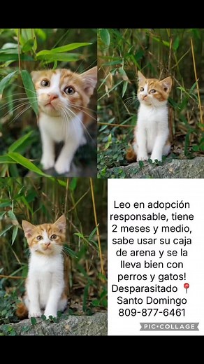 Datos en la foto . . . . #PATITASENADOPCIONRD #adoptaconresponsabilidad #gato #RESCATADO #gatosrd #adoptanocompres #adoptdontshop #cat #cats | Patitas en Adopción RD | Facebook
