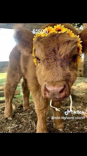 Mini Highland Cows for Sale: Cutest Cattle Around