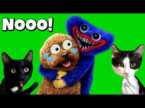 HUGGY WUGGY CATCH MY DOG! Poppy Playtime Chapter 5 in Real Life | Moon and Star