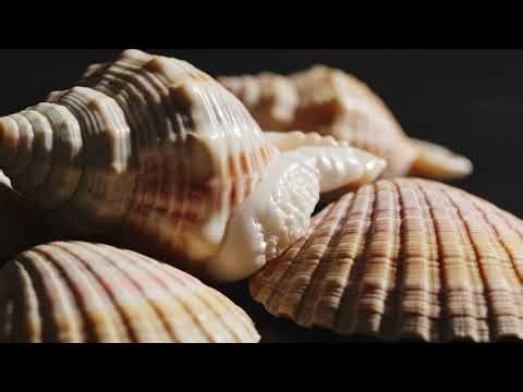 Abalone Farming Secrets: Indoor Tanks & Juvenile Care