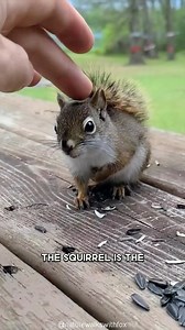 813K views · 24K reactions | Squirrel ️ One Of The Most Intelligent Animals In The World #squirrel #squirrels #squirrellife #squirrellove #squirrelfanworld #squirrelwatching #squirrelfriends #squirrelsofinstagram #redsquirrel #ilovesquirrels | 1 Minute Animals | Facebook