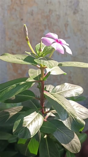 Vinca flower #vinca #viral #ytshorts