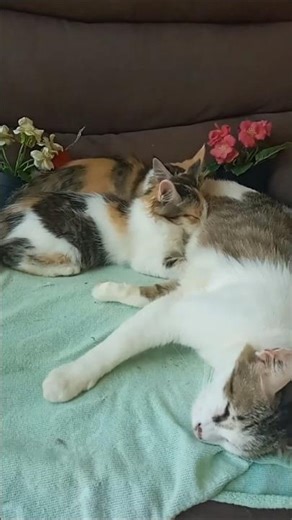 Time Machine Cats !!!! Longest Daily Cat's Story