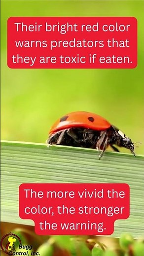 What do ladybugs eat and what eats ladybugs? #shorts #pestcontrol