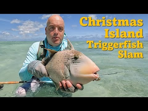 Christmas Island (Kiritimati) Fly Fishing Triggerfish Slam - 3 Species!