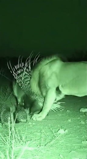 Porcupine with Babies vs Lion Quills vs King