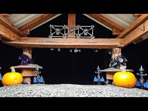 Live streaming of Chipmunks Squirrels and Birds