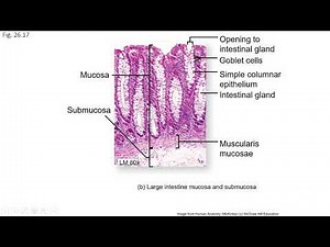 Ch26 Pt15, Digestive System, Microscopic Anatomy of the Large Intestine