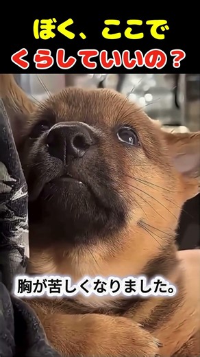 The puppy I met at the shelter. "Can I really stay here?" — Her anxious eyes moved me to tears