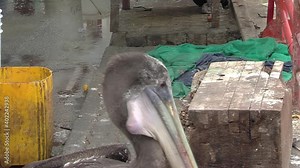 Peruvian Pelican (Pelecanus thagus) standing at the Fish Market in Valparaiso, Chile.