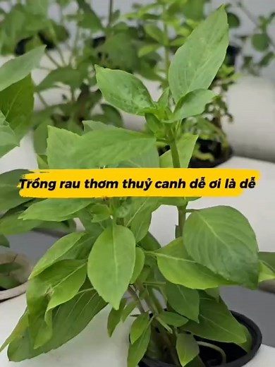 Trồng rau thơm thủy canh vừa dễ vừa sạch – cây nào cây nấy xanh rờn, nhìn mê luôn! #rauthom #thuycanh | VƯỜN SÀI GÒN - Siêu thị vật tư nông nghiệp - 0909123409
