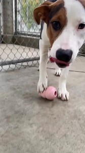 🐾 Kelowna SPCA Needs Large Kongs for Our Large Dogs! 🐾 Hey everyone! Our shelter dogs at the Kelowna SPCA would love your help! We're in need of large Kongs (ideally the extra-strong black ones) to keep our dogs entertained and engaged. These durable toys are amazing for providing enrichment, helping our pups stay happy and calm as they wait for their forever homes. Check out the video to see just how much the dogs love their Kongs—they really make a difference! Ideally, we’re looking for new 