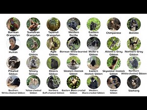 Every Ape Species Explained