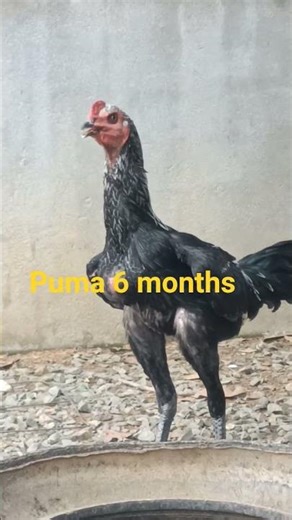 Top roster #shorts #viral #chicken