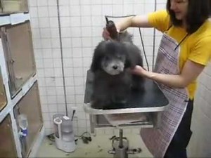 トイプードルシルバーのトリミングデビュー First grooming for Silver Toy poodle