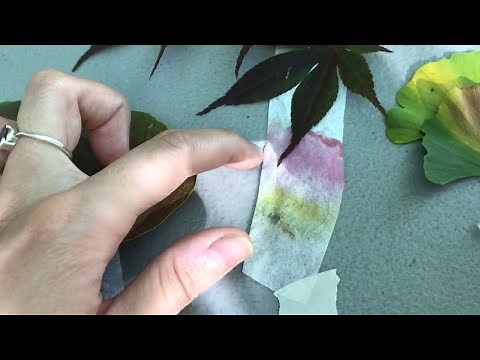 Leaf Chromatography with Kelsey