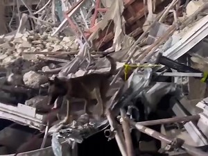 BANGKOK - As of Tuesday, 13 people -- thought to be on-site construction workers -- were pronounced dead, with nine injured and more than 70 still believed to be buried in the rubble. Their tearful families waited near the scene of the collapse, watching on with hopes fading as rescue workers and diggers scraped through the mountain of rubble. But their faces lit up when they saw golden retrievers Lek and Safari -- decked out in official search uniforms -- brought to the relatives' waiting area.