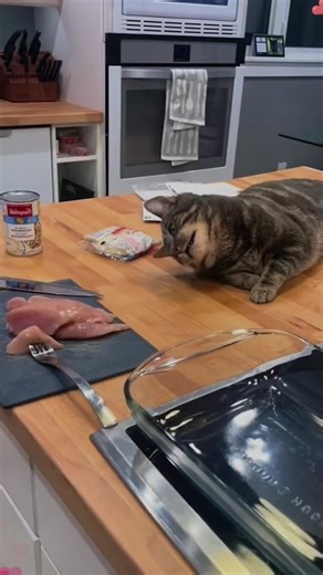 Greedy Cat Moments That Will Make You Laugh
