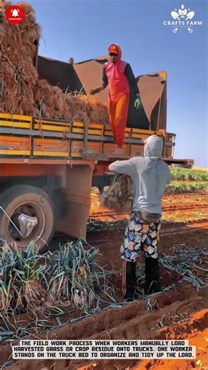 Manual Forage Loading Process: Efficient Crop Residue Handling for Farm Transportation
